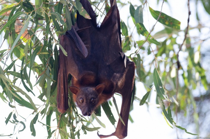 Bat Appreciation Day - Flying Fox