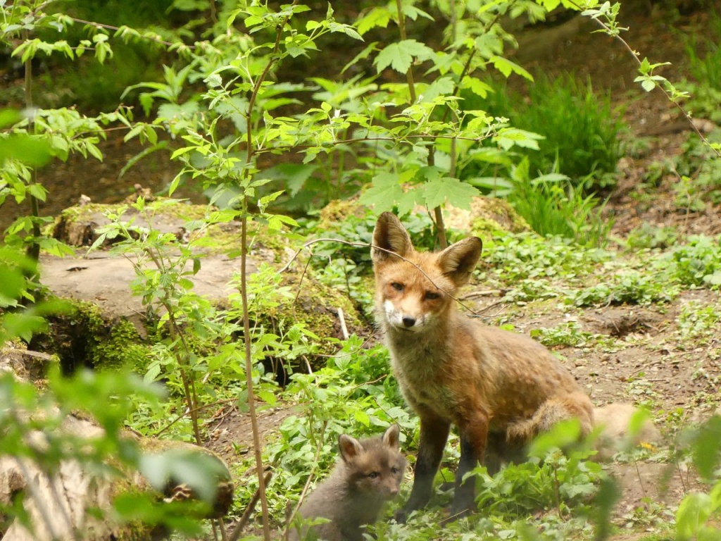 National Fox Day - Fox  