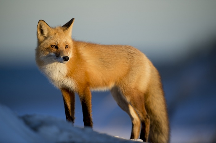 National Wildlife Day - Fox