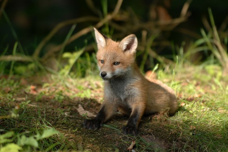 World Wildlife Conservation Day - Fox