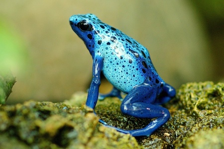 Poison Dart Frogs - Poision Dart Frog