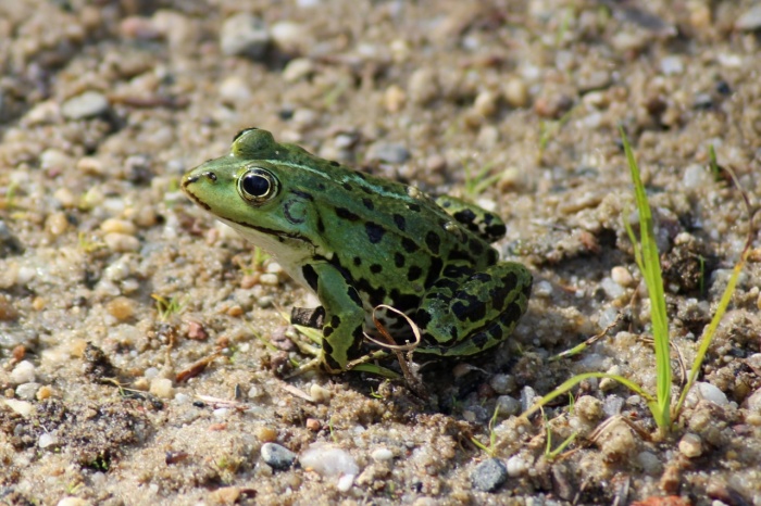 World Frog Day - Frog