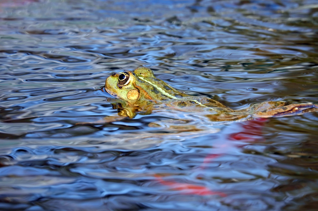 World Aquatic Animal Day 2024 Wildlife Around the World