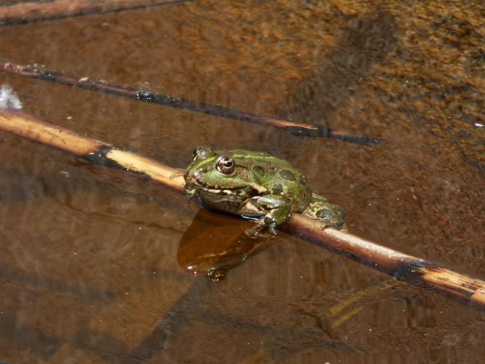 World Frog Day - Frog