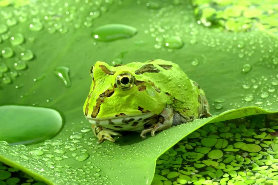 Frog