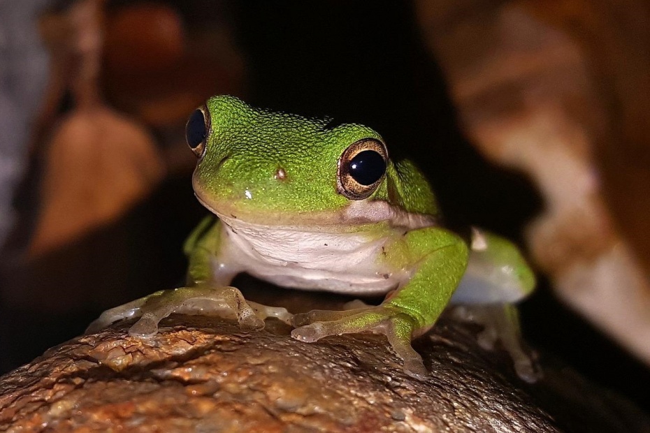 Frog Jumping Day