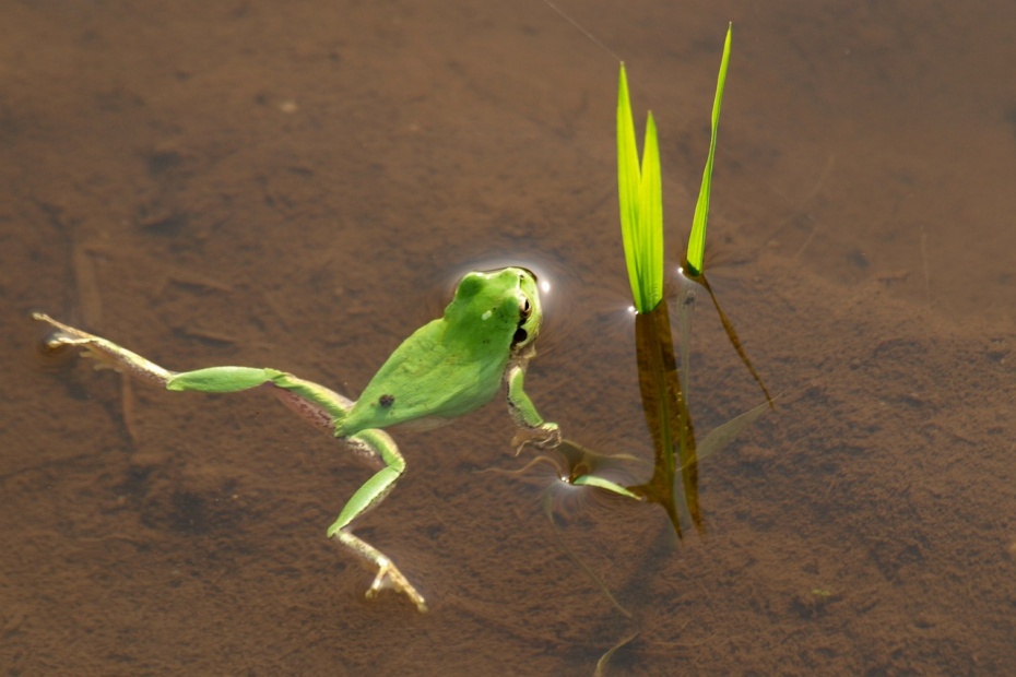 Frog