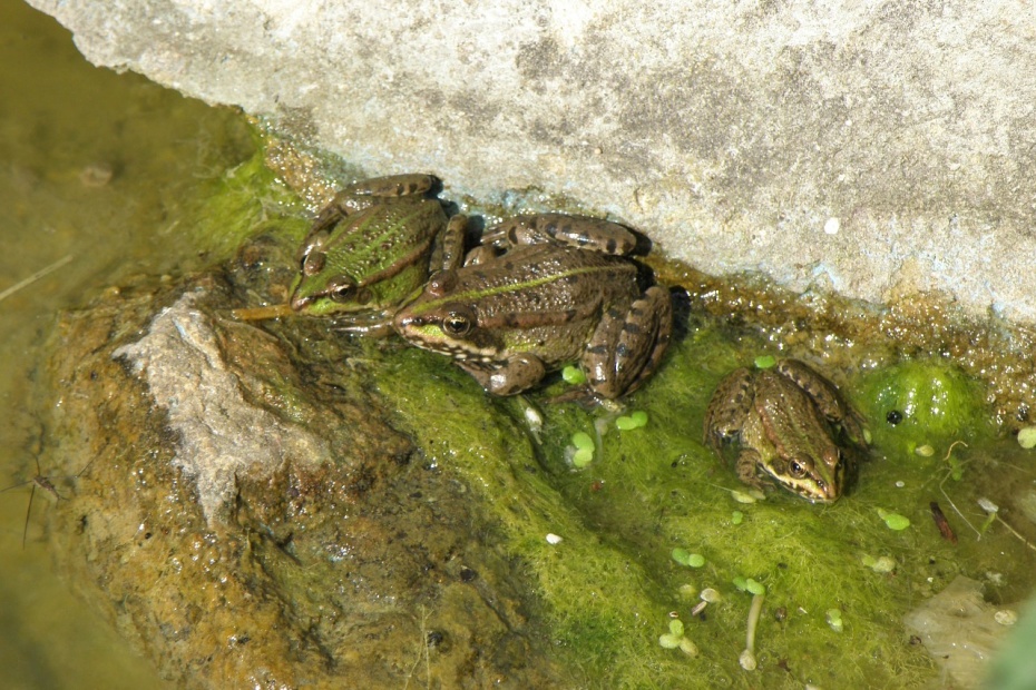 Frogs