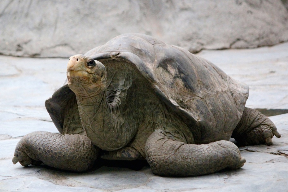 Galapagps Tortoise