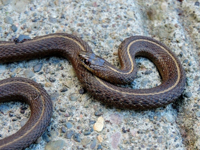 World Animal Day - Garter Snake