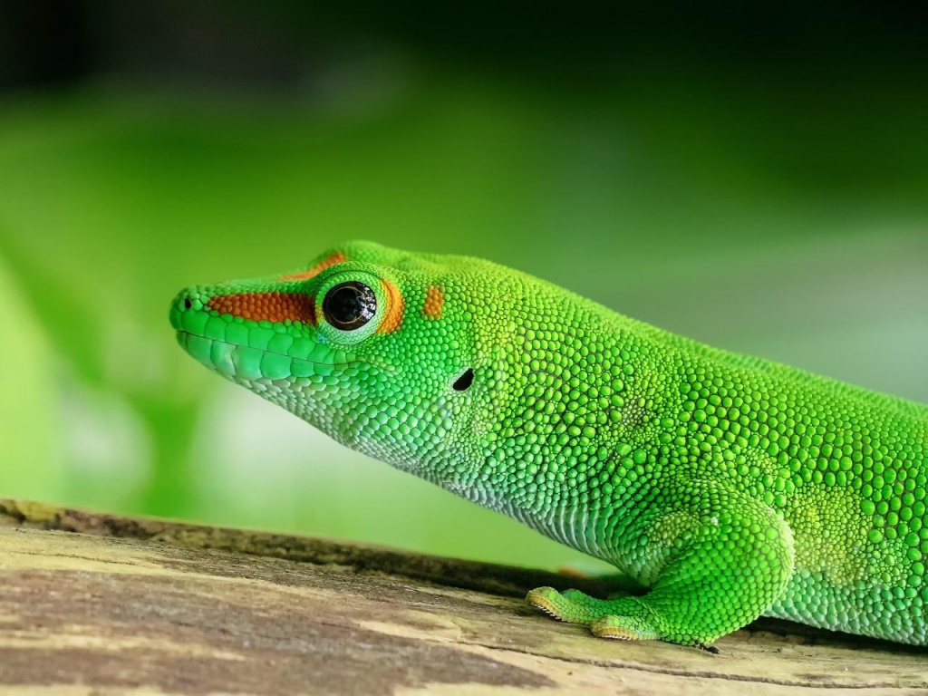 World Lizard Day - Gecko Lizard 