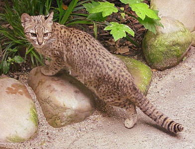 World Geoffroy's Cat Day - Geoffroy's Cat