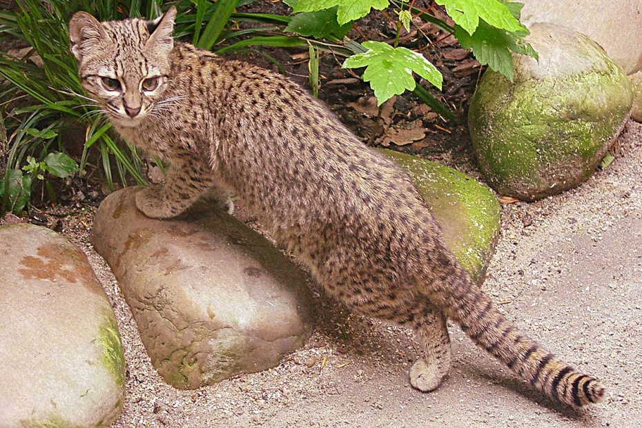 Geoffroy's Cat