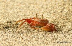 Central America Wildlife Books - Ghost Crab