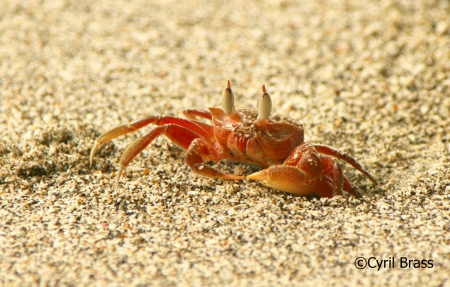 Central America Arachnids and Arthropods - Ghost Crab