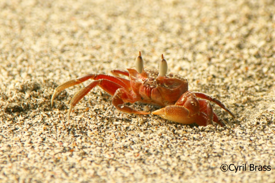 Ghost Crab