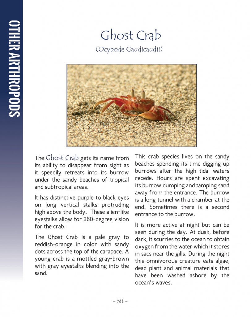Ghost Crab - Wildlife in Central America 2 - Page 58