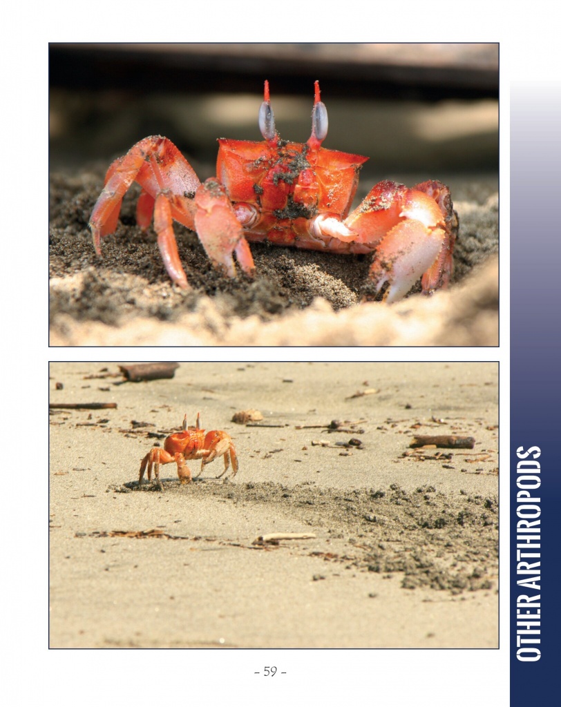 Ghost Crab - Wildlife in Central America 2 - Page 59