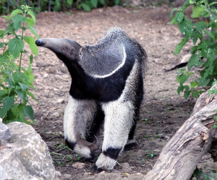 Giant Anteater