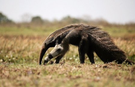 World Anteater Day - Giant Anteater