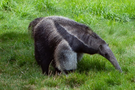 World Anteater Day - Giant Anteater