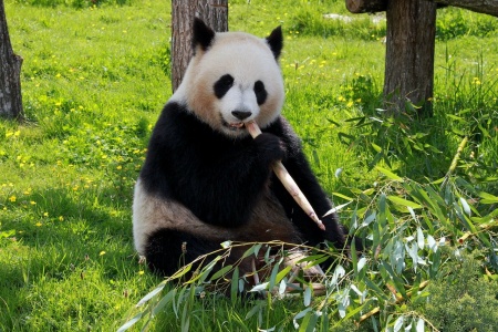 National Panda Day  - Giant Panda