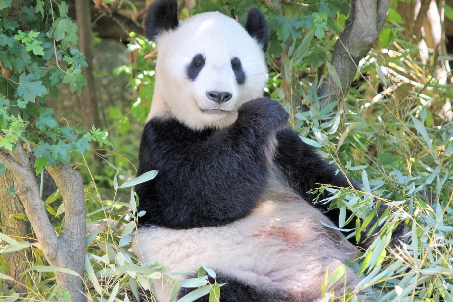 Giant Panda