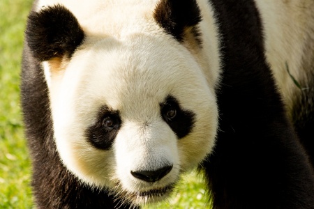 National Panda Day - Giant Panda