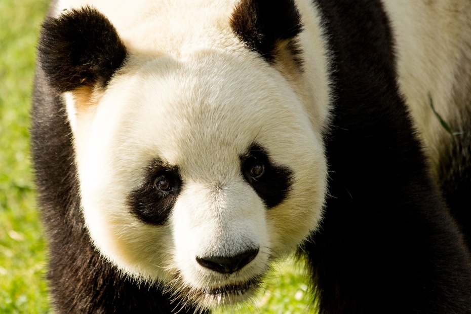 Giant Panda