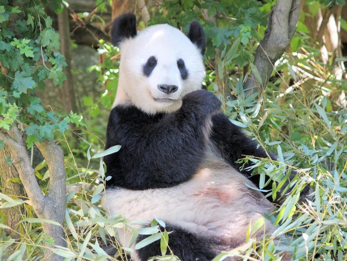 National Panda Day - Giant Panda 