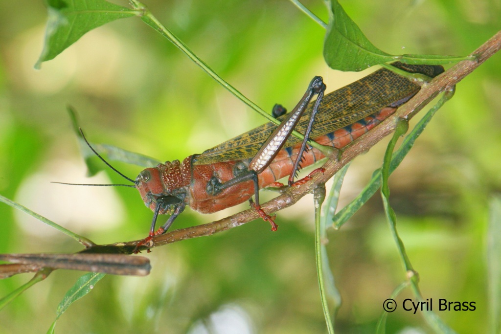 Insects in Central America - Giant Red Winged Grasshopper