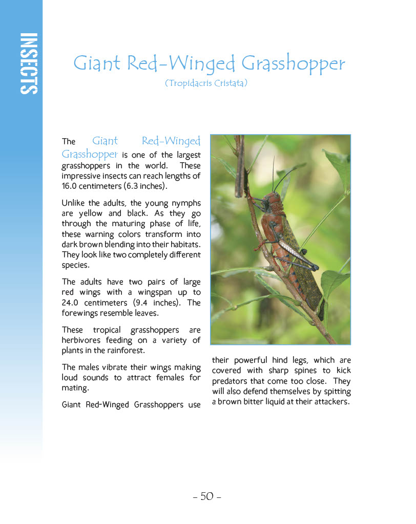 Giant Red-Winged Grasshopper - Wildlife in Central America 1 - Page 50