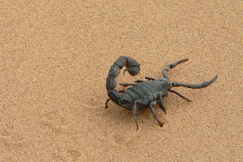 Giant Scorpion