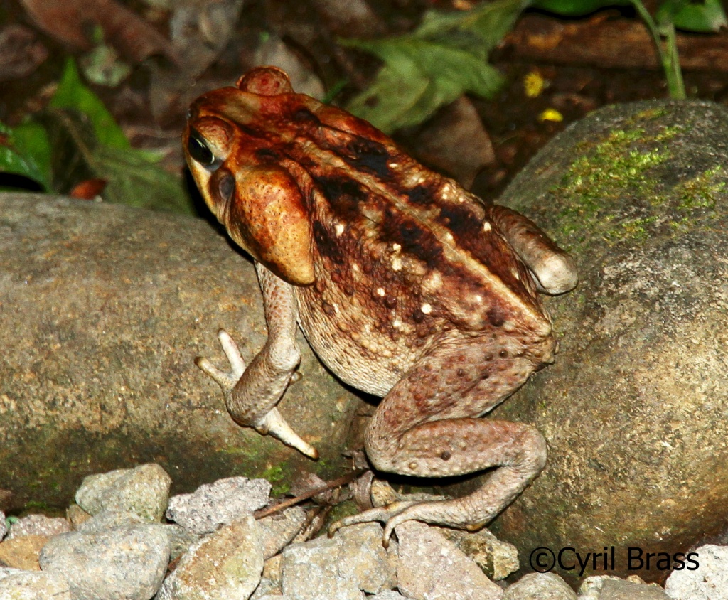 Central America Amphibians - CaneToad