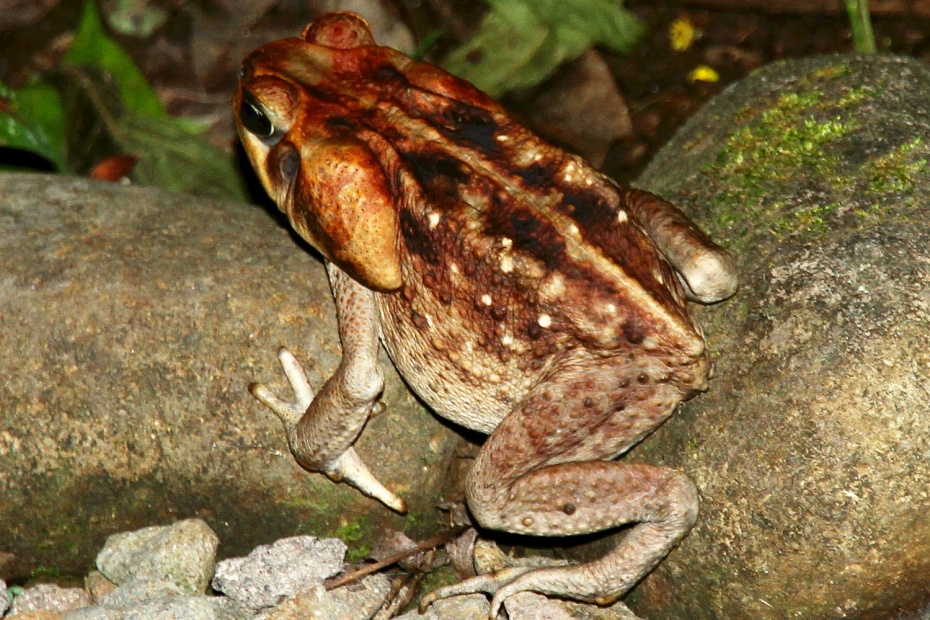 CaneToad