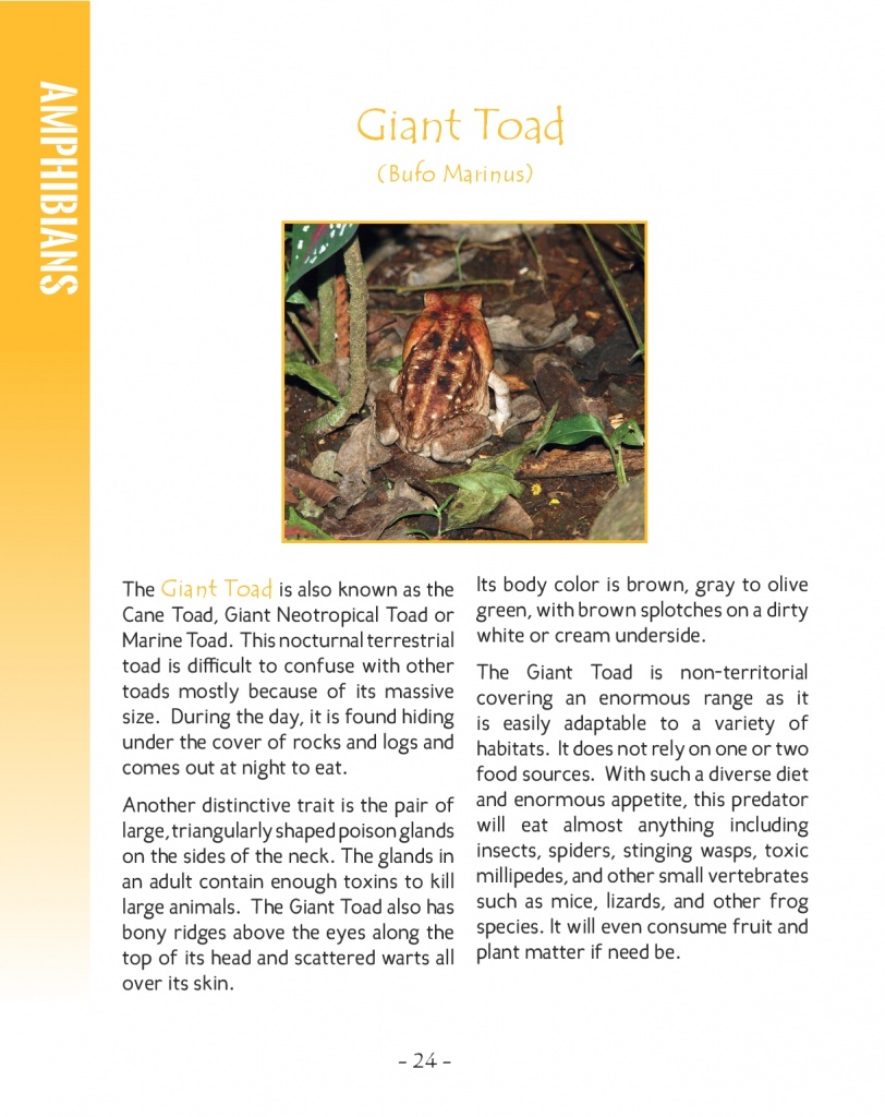Giant Toad - Cane Toad - Wildlife in Central America 2 - Page 24