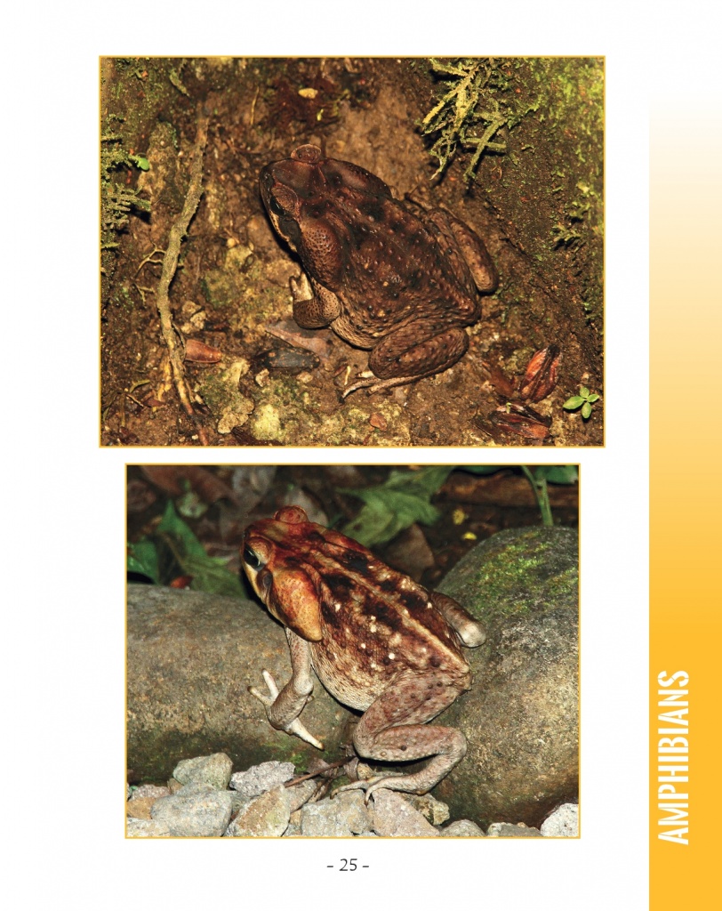 Giant Toad - Cane Toad - Wildlife in Central America 2 - Page 25