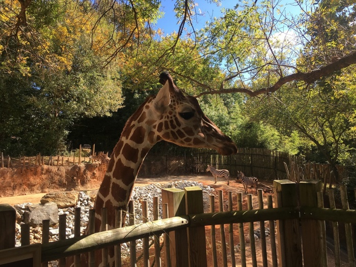 National Zoo Lovers Day - Giraffe 