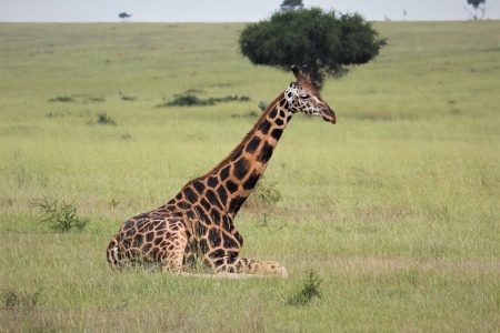 World Giraffe Day - Giraffe