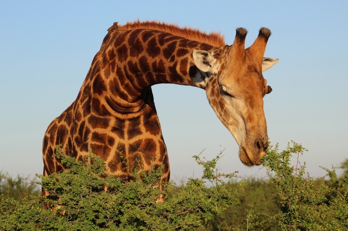 Wild About Wildlife Month  - Giraffe