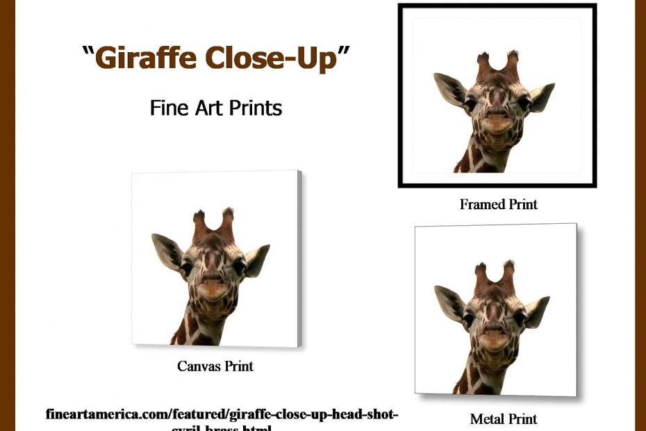 Giraffe Photo Artwork