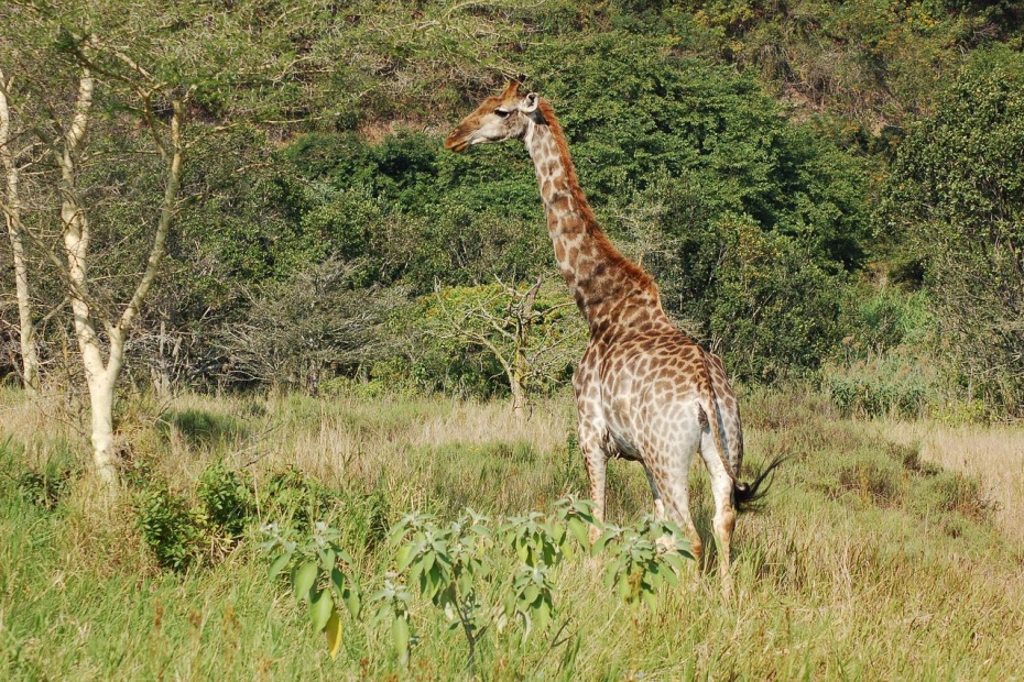 World Giraffe Day - Giraffe Africa