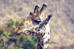 Masai Giraffe  