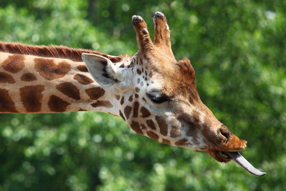 Giraffe