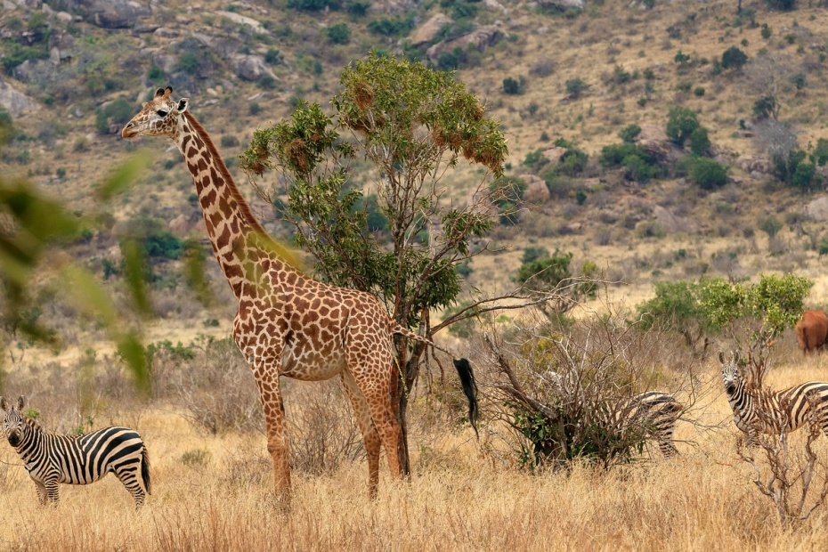 Giraffe