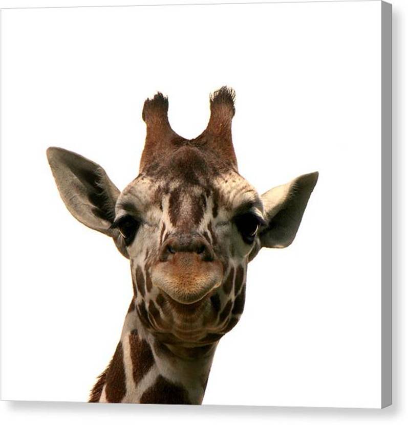 Giraffe Photo Artwork - Giraffe canvas print