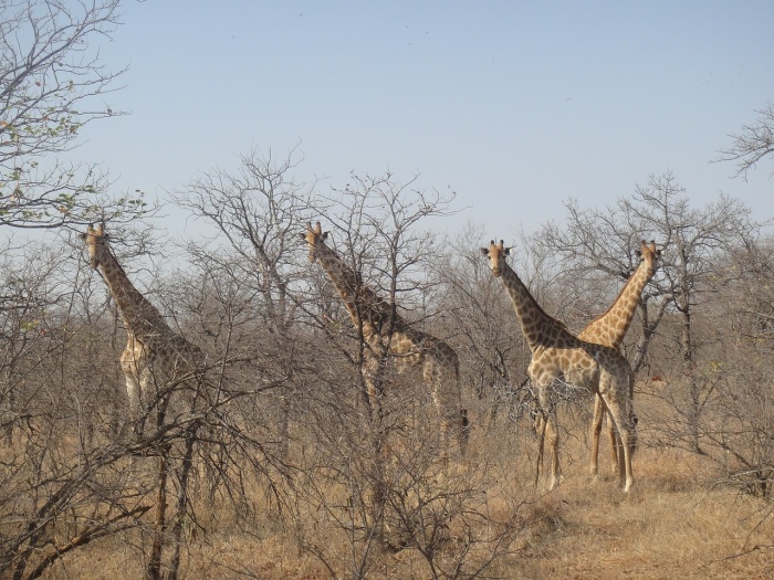 World Giraffe Day - Giraffes