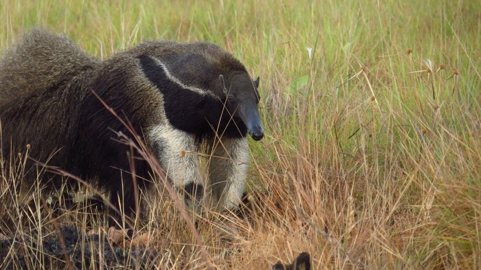 World Anteater Day - Giant Anteater