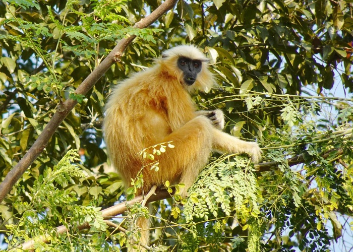 World Animal Day - Golden Langur 