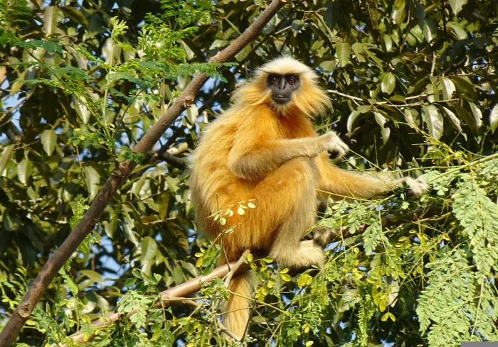 The Wonderful Wildlife of Bhutan - Golden Langur 